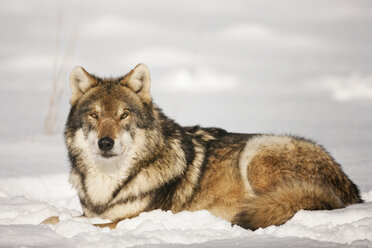 Bayern, Europäischer Wolf sitzend im Schnee - FOF02079