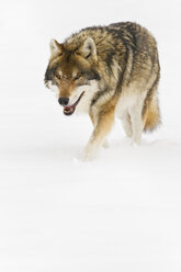 Bavaria, European wolf walking in snow - FOF02078