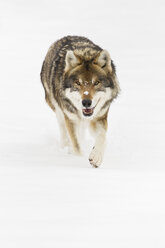 Bayern, Europäischer Wolf im Schnee - FOF02077