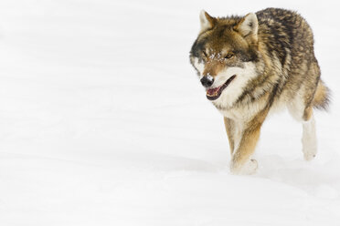 Bayern, Europäischer Wolf im Schnee - FOF02076