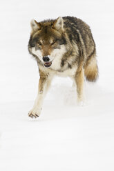 Bavaria, European wolf walking in snow - FOF02075