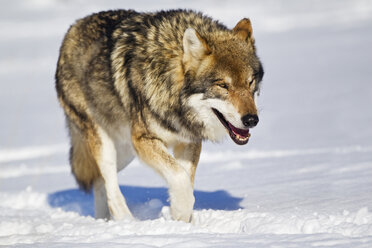 Bayern, Europäischer Wolf im Schnee - FOF02074