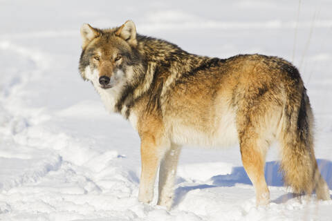 Bayern, Europäischer Wolf im Schnee stehend, lizenzfreies Stockfoto