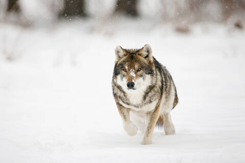 Bayern, Europäischer Wolf läuft im Schnee, lizenzfreies Stockfoto