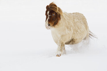 Bayern, Shetlandpony im Schnee - FOF02070