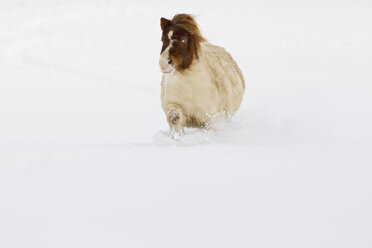 Bavaria, Shetland pony walking in snow - FOF02069