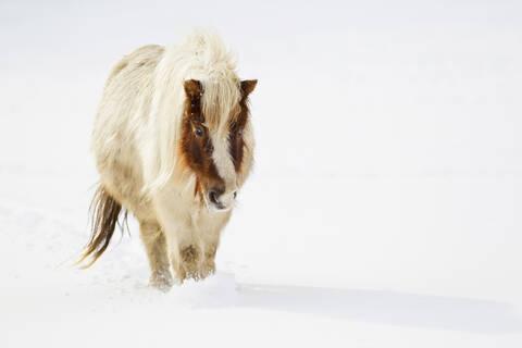 Bayern, Shetlandpony im Schnee, lizenzfreies Stockfoto