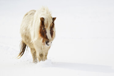 Bavaria, Shetland pony walking in snow - FOF02067
