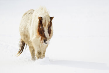 Bayern, Shetlandpony im Schnee - FOF02067