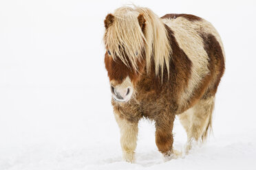 Bayern, Shetlandpony im Schnee - FOF02066