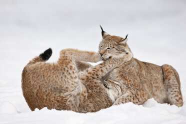 Deutschland, Bayern, Europäischer Luchs kämpft im Schnee - FOF02065