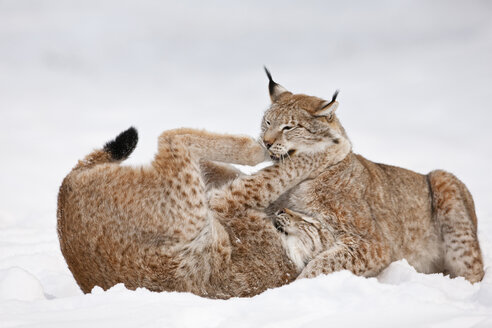 Deutschland, Bayern, Europäischer Luchs kämpft im Schnee - FOF02065