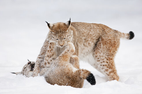 Deutschland, Bayern, Europäischer Luchs kämpft im Schnee - FOF02064