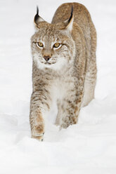 Deutschland, Bayern, Europäischer Luchs im Schnee - FOF02063