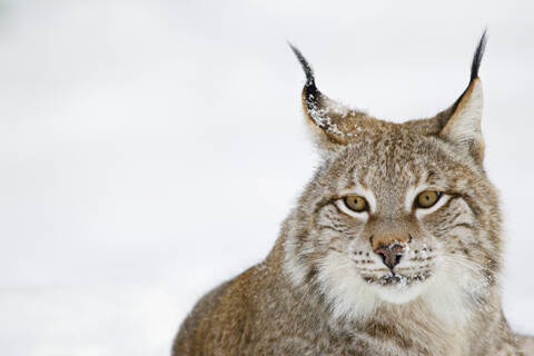 Deutschland, Bayern, Europäischer Luchs im Schnee, lizenzfreies Stockfoto