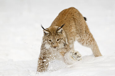 Deutschland, Bayern, Europäischer Luchs beim Spielen im Schnee - FOF02060