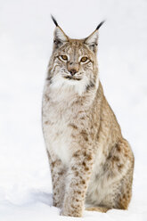 Deutschland, Bayern, Europäischer Luchs im Schnee sitzend - FOF02059