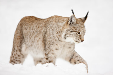 Deutschland, Bayern, Europäischer Luchs im Schnee - FOF02058