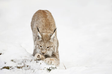 Deutschland, Bayern, Europäischer Luchs im Schnee - FOF02057