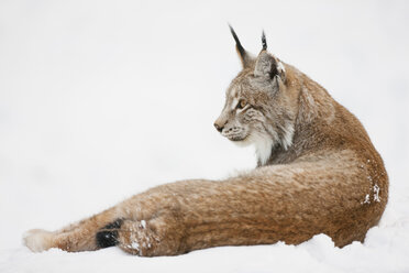 Deutschland, Bayern, Europäischer Luchs im Schnee liegend - FOF02056