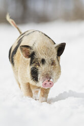 Bavaria, Pot-bellied pig walking in snow - FOF02054