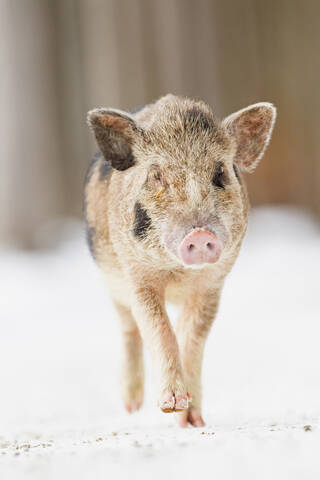 Bayern, Hängebauchschwein im Schnee, lizenzfreies Stockfoto