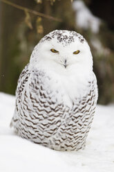 Close up of Snow owl - FOF02051