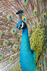 Germany, Bavaria, Close up of indian peacock - FOF02050