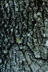 Italy, Close-up of tree bark - HOEF00260