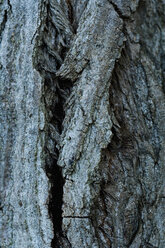 Italy, Close-up of tree bark - HOEF00259