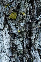 Italy, Close-up of tree bark - HOEF00257