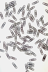 Büroklammern auf weißem Hintergrund - AWDF00534