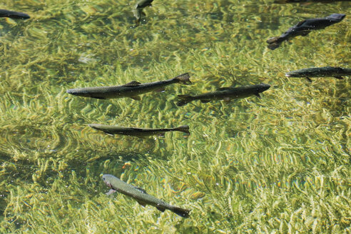 Deutschland, Bayern, Forellen schwimmen im Schmalsee - 12783CS-U