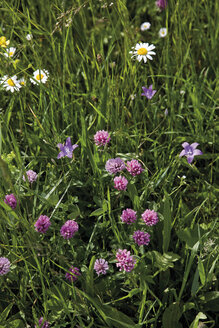 Deutschland, Bayern, Kleeblume mit Wiese - 12778CS-U