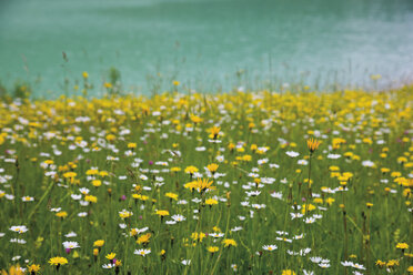 Germany, Bavaria, Flower meadow - 12773CS-U