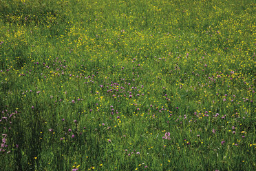 Deutschland, Oberbayern Blick auf eine Wiese mit Wildblumen - 12771CS-U