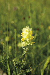 Deutschland, Bayern, Rhinanthus alectorolophus Blüte, Nahaufnahme - 12766CS-U