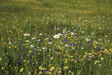 Deutschland, Bayern, Blumenwiese - 12763CS-U