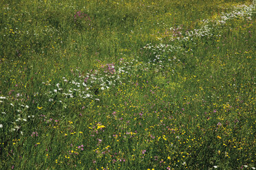 Deutschland, Bayern, Wiese mit Wildblumen - 12756CS-U