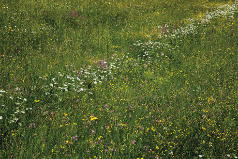 Deutschland, Bayern, Wiese mit Wildblumen - 12756CS-U