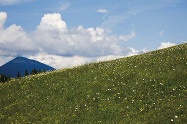 Deutschland, Bayern, Wiese und Wildblumen mit Karwendelgebirge im Hintergrund - 12755CS-U