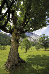 Österreich, Großer Ahornboden, Baum mit Berg im Hintergrund - 12706CS-U