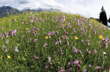 Germany, Bavaria, Meadow with wildflowers in Karwendel mountains - 12702CS-U