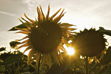 Deutschland, Nahaufnahme von Sonnenblumen bei Sonnenuntergang - LFF00172