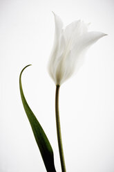 Weiße Tulpe auf weißem Hintergrund - TLF00433