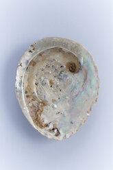 Nahaufnahme einer Abalone-Muschel - TLF00425