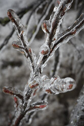 Germany, Hamburg, Branches covered with ice, close up - TLF00421