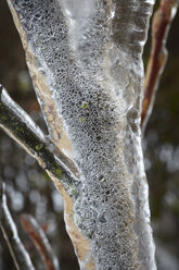 Germany, Hamburg, Branches covered with ice, close up - TLF00420