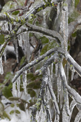 Germany, Hamburg, Branches covered with ice, close up - TLF00419