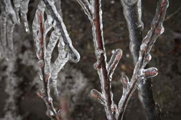 Germany, Hamburg, Branches covered with ice, close up - TLF00418